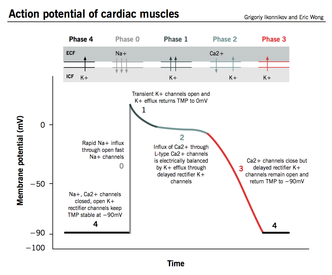 Cardiac Action Potential - Pacemaker vs Cardiac Myocytes