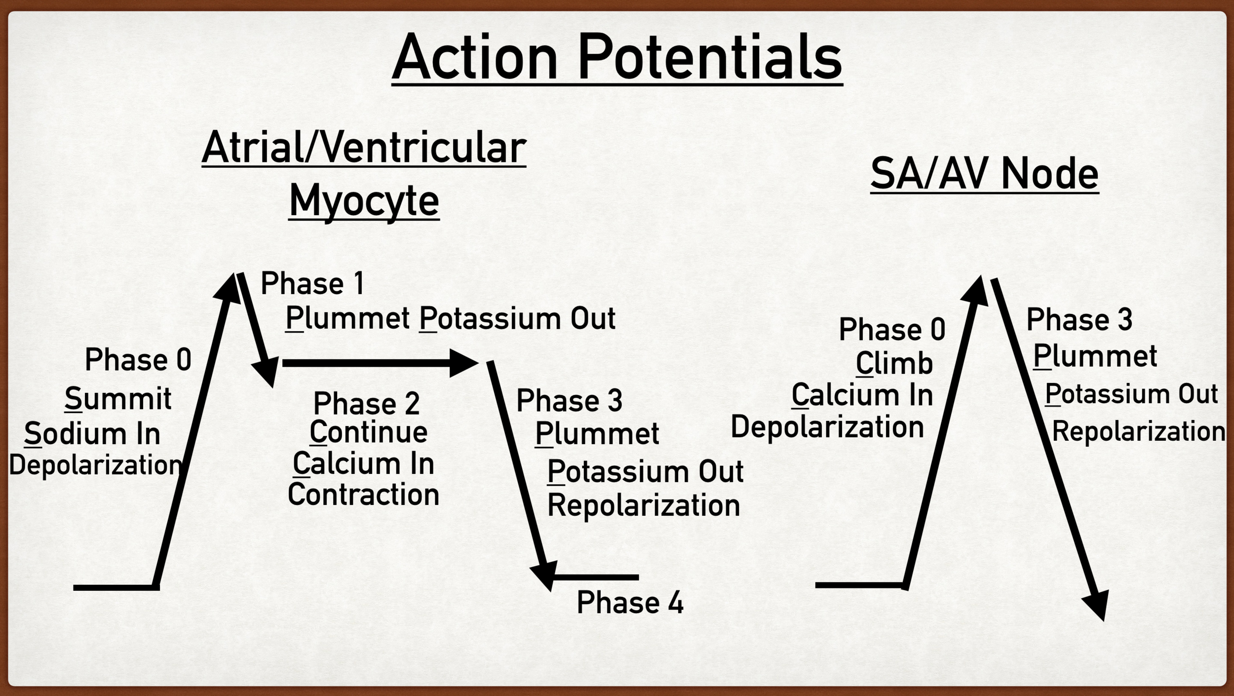 Myocte Vs Pacemaker action potential