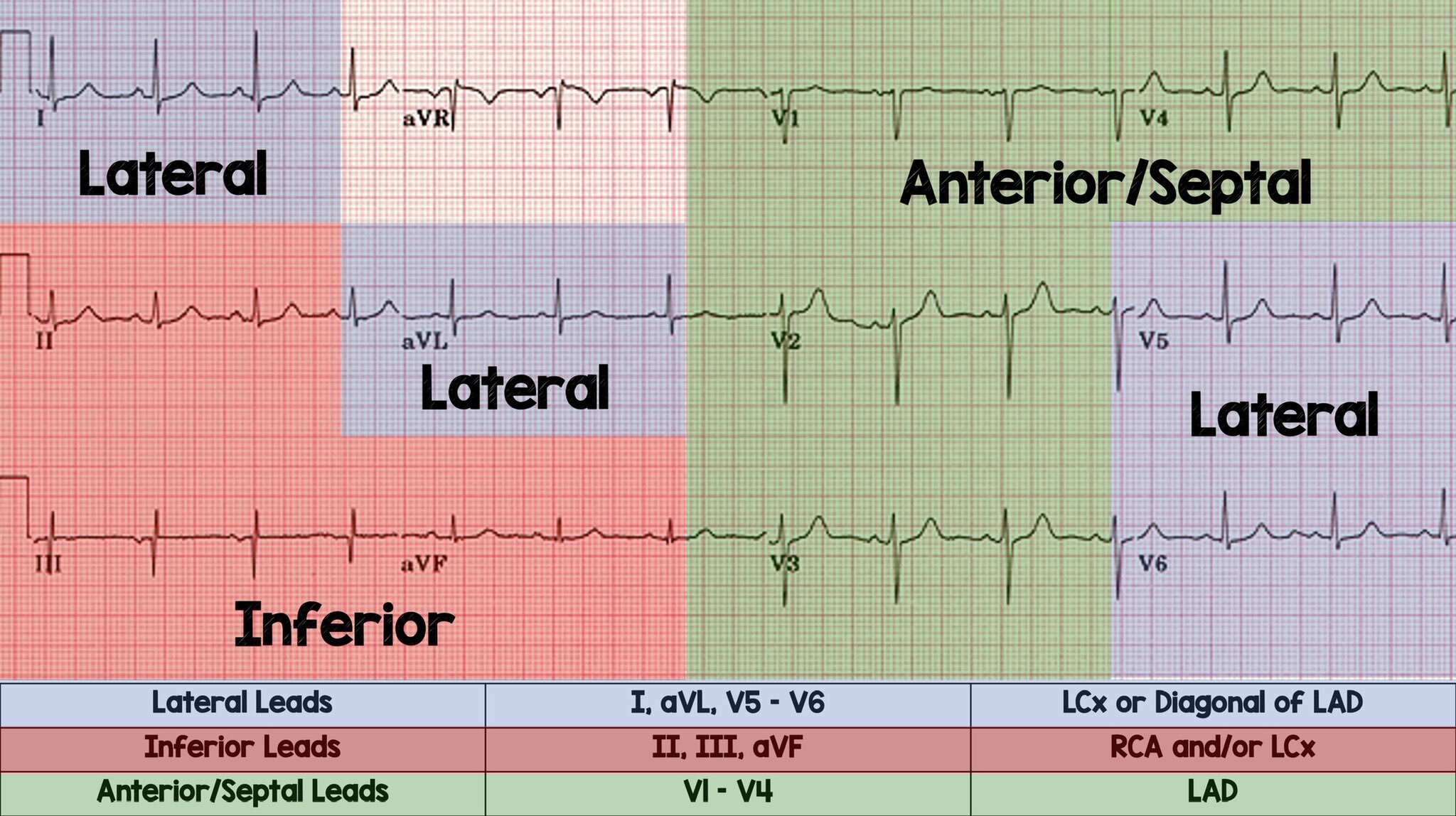 ECG Anatomy