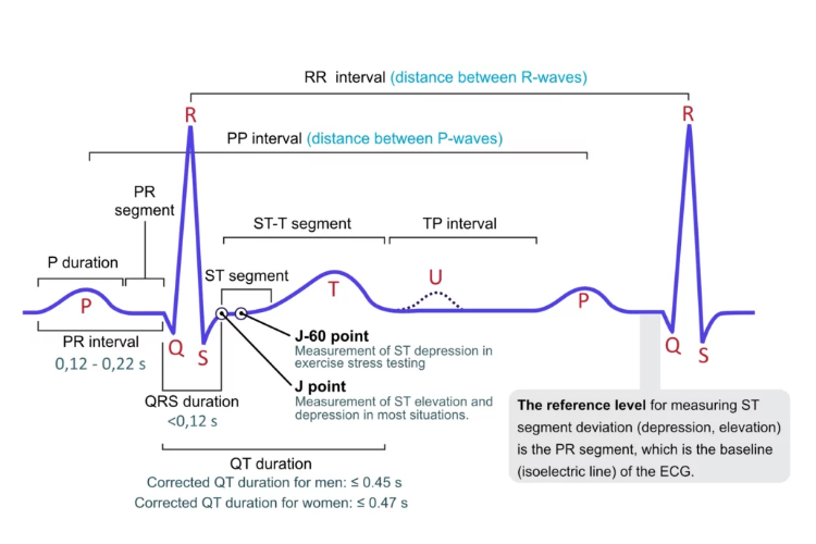 ecgSegments
